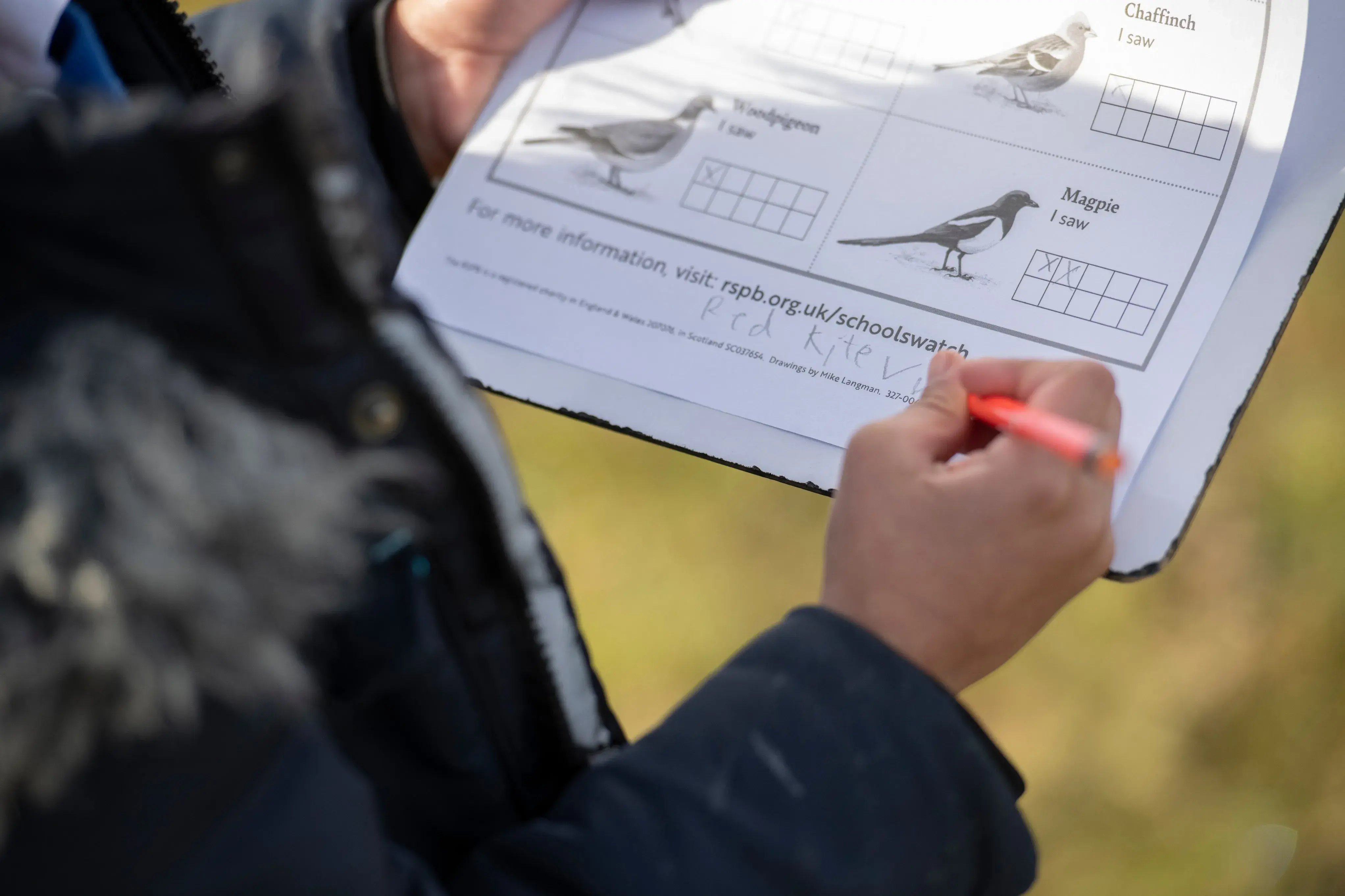 The big schools' birdwatch 