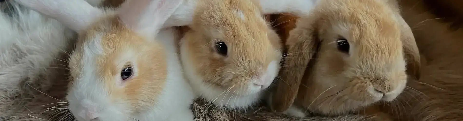 ANIMAL THERAPY IN SCHOOL