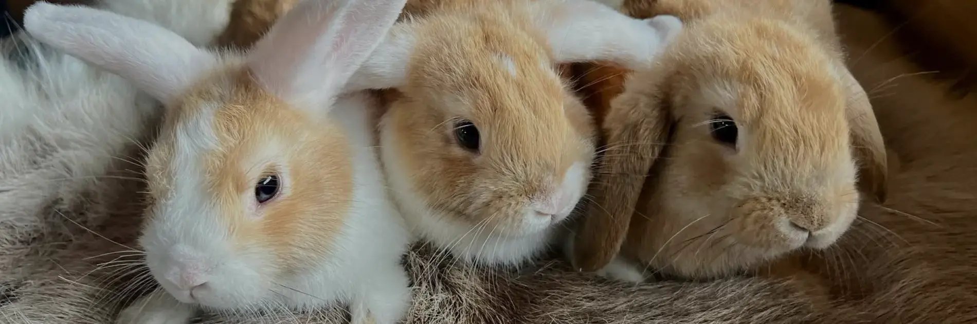 ANIMAL THERAPY IN SCHOOL