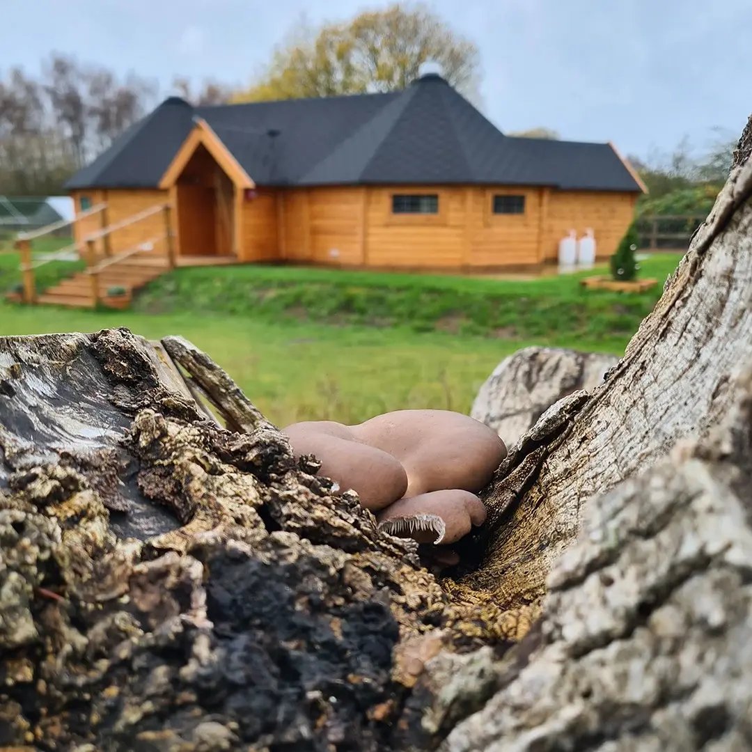 Cabins For Schools happy homestead eco nursery 