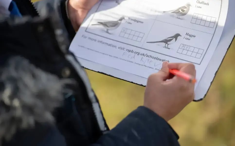 bird-watch-Activity-sheet