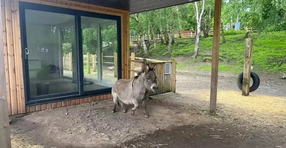cabins-for-schools-5m-x-35m-redwood-5m-veranda-portland-college-ama-pics-with-donkey-2024-1-966x500