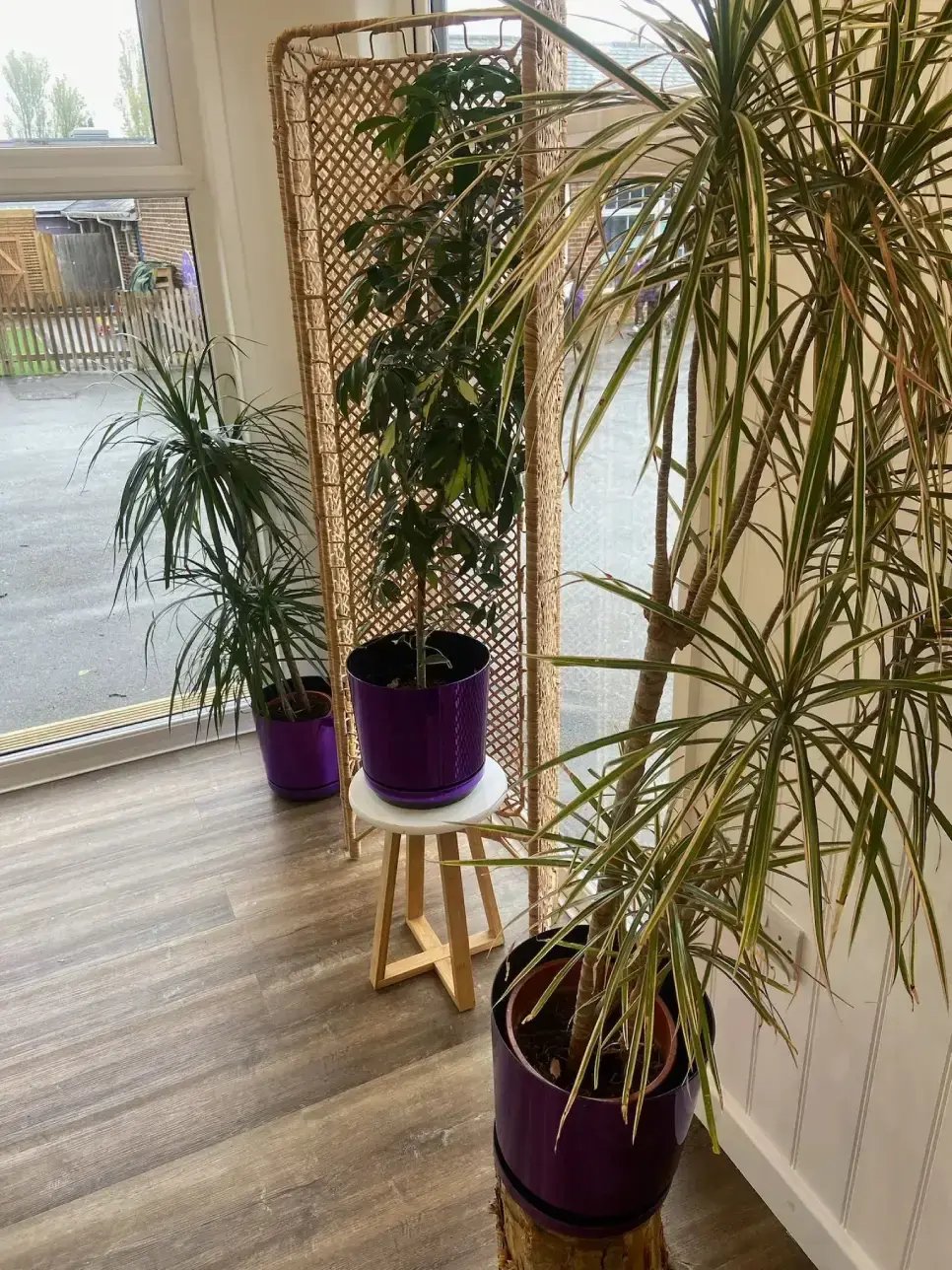 indoor-plants-inside-log-cabin