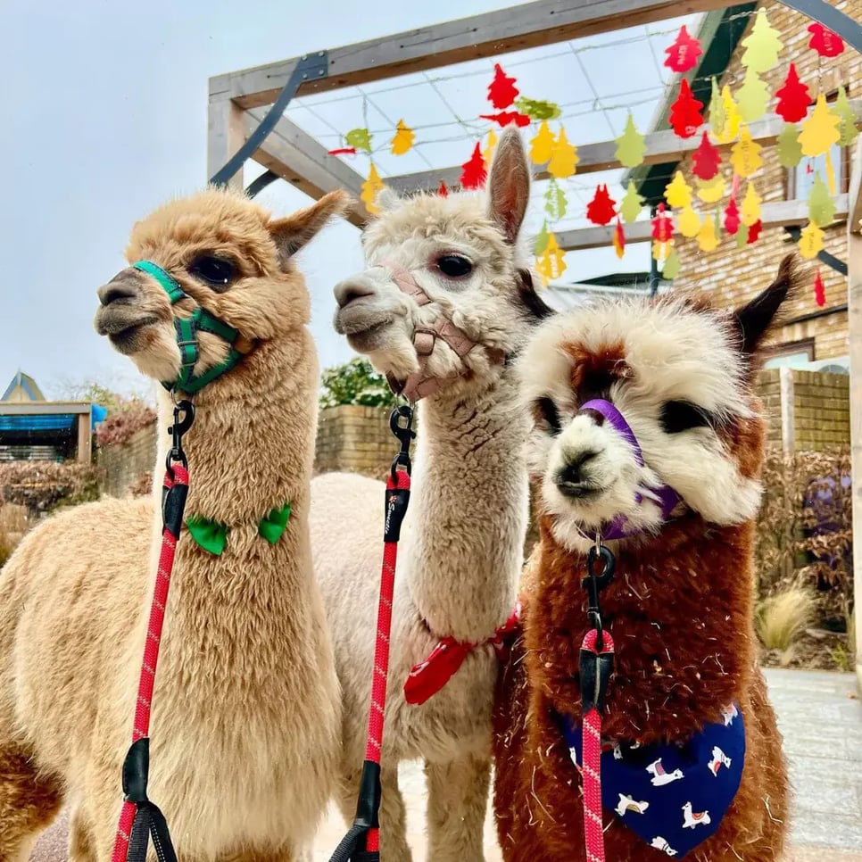 animal therapy sessions at nanny sharon's alpaca farm