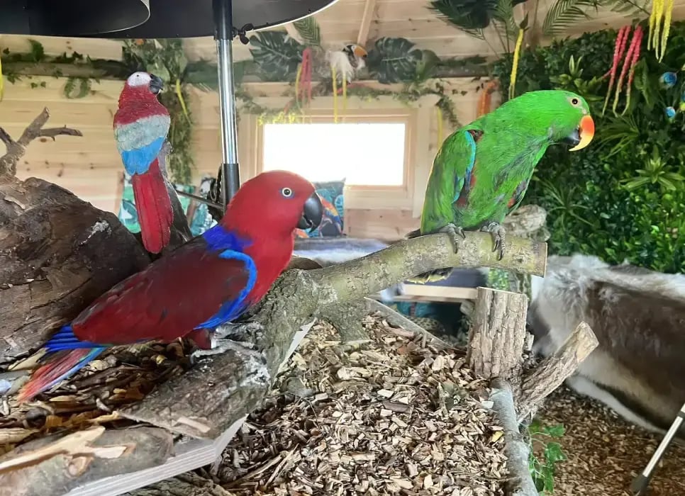 nannysharon-15-parrot-966x700