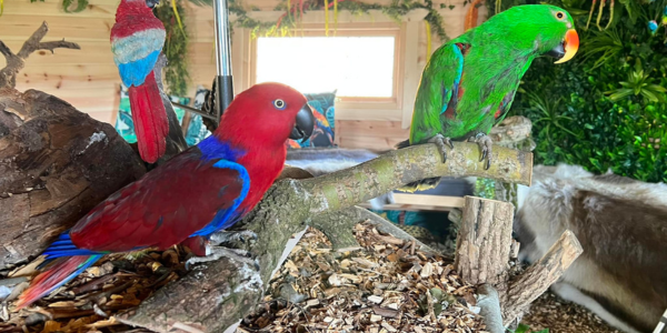 purpose built buildings for animal-assisted therapy and animal care in schools 