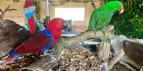 purpose built buildings for animal-assisted therapy and animal care in schools