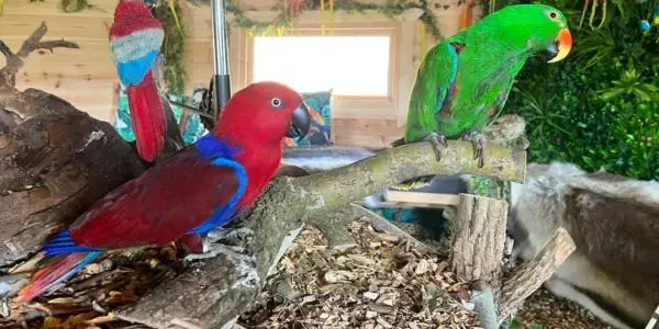 purpose built buildings for animal-assisted therapy and animal care in schools